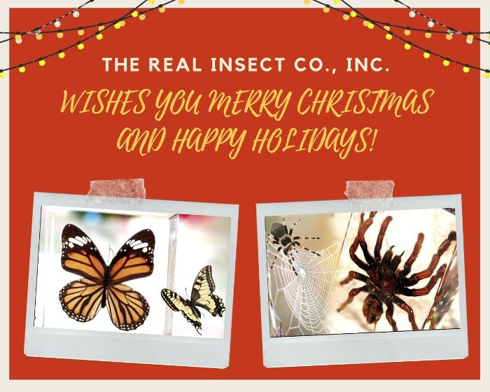 real insect 2024 holiday sale